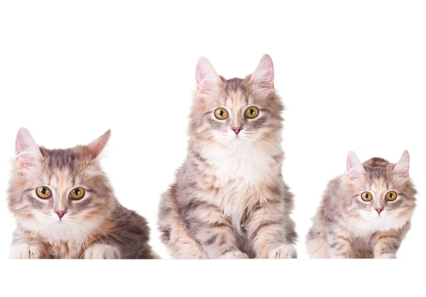 Collage conjunto con tres hermosos gatitos de colores — Foto de Stock