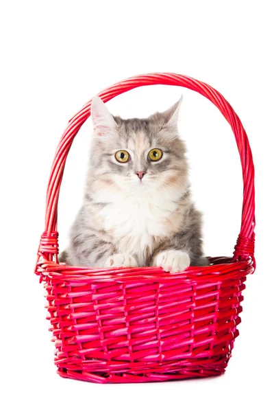 Pembe sepet içinde oturan güzel genç renkli kedi yavrusu — Stok fotoğraf