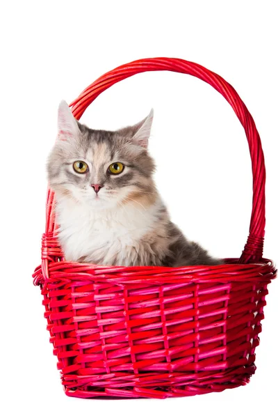 Pembe sepet içinde oturan güzel genç renkli kedi yavrusu — Stok fotoğraf