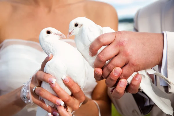 Wedding pigeons — Stock Photo, Image