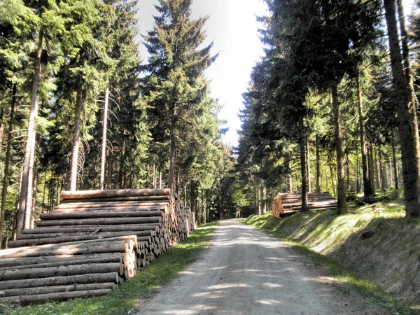 Woodpiles i skogen — Stockfoto