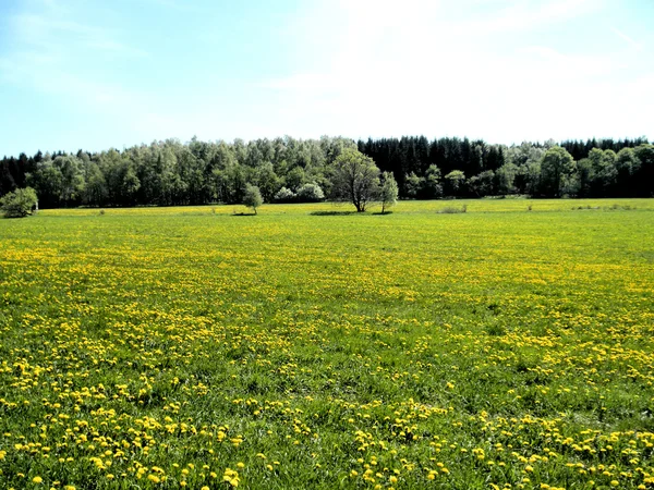 A meadow wiht dandelion — Stock Photo, Image