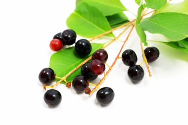 Black cherry - Prunus serotina clipart