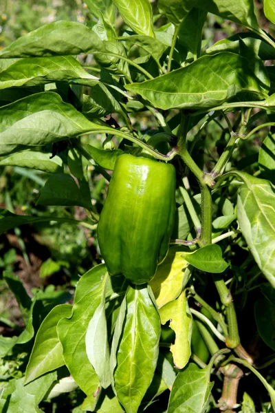 Green sweet pepper outdoors — Stock Photo, Image