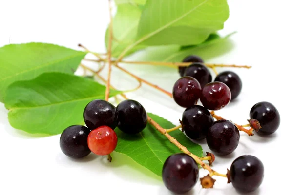 Frutos de Prunus serotina — Fotografia de Stock