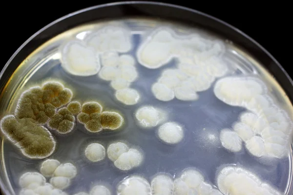 Генетически модифицированные грибы — стоковое фото