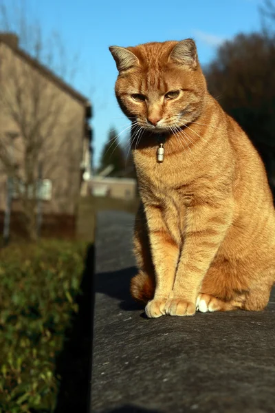 Rudy kot — Zdjęcie stockowe