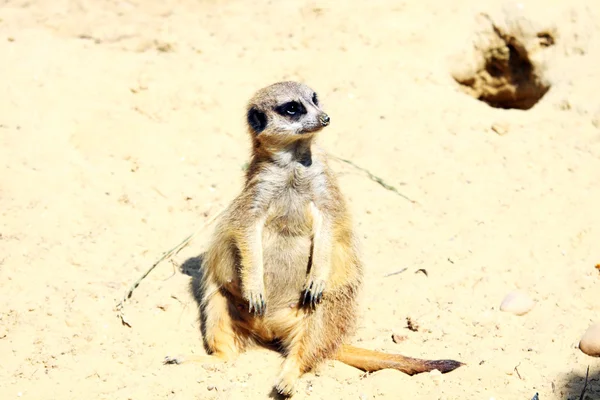 stock image Funny meerkat