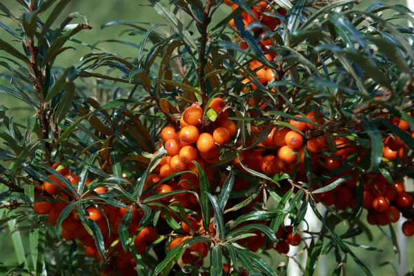 Stock image Hippophae L