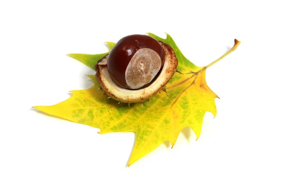 Horse-chestnut — Stock Photo, Image