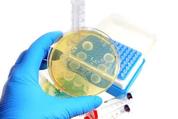 Microorganisms in the laboratory — Stock Photo, Image