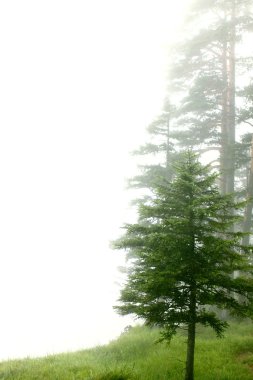 Forest in the fog clipart