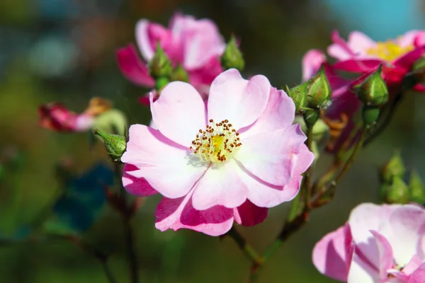 Dog-rose flower — Stock Photo, Image