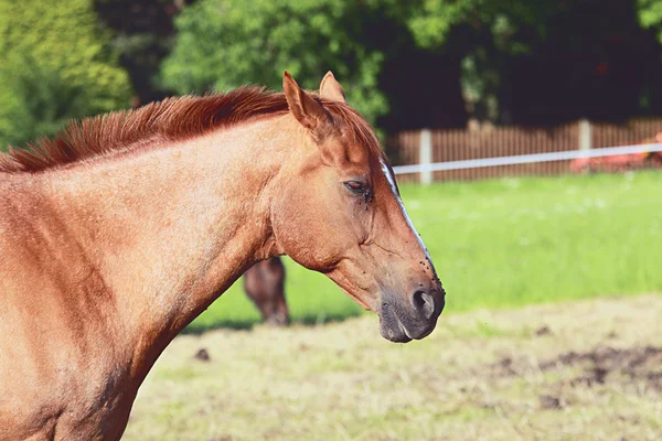 Ledsen häst — Stockfoto