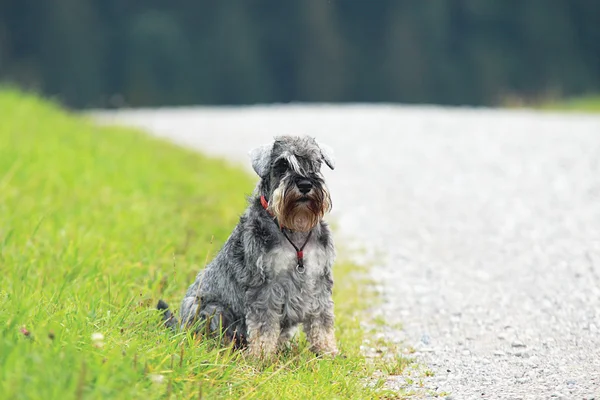 Schnauzer by the road — Stock Photo, Image