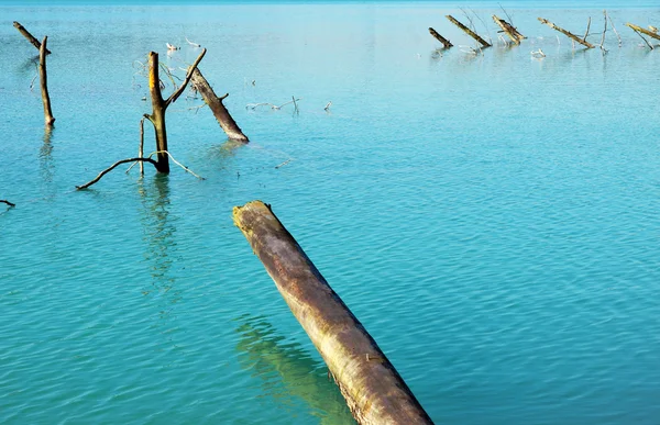 Tree truncks in lake — Stock Photo, Image