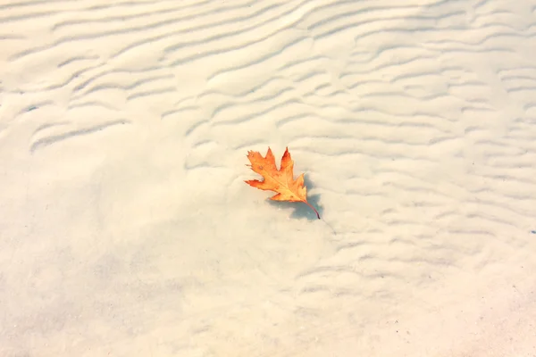 stock image Maple yellow leaf