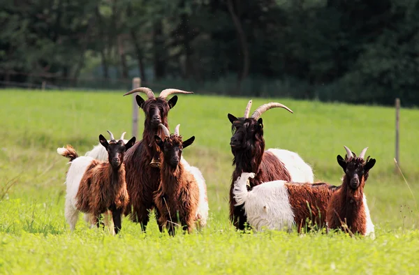 Alpejskie kozy — Zdjęcie stockowe
