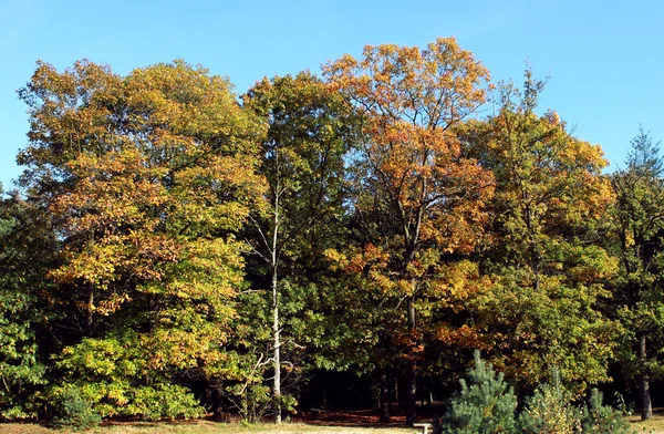 stock image Autumn forest