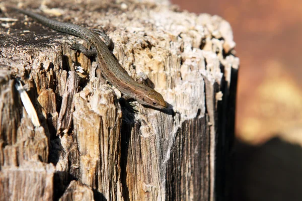 stock image Lizard outdoors