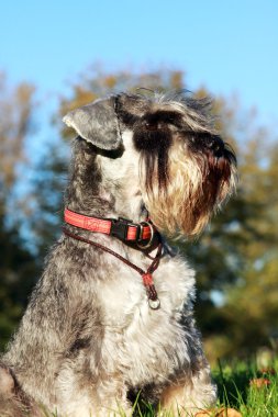 Schnauzer portre