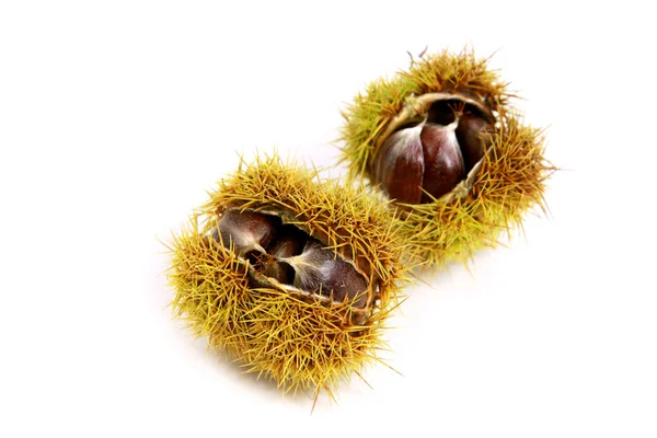 Edible chestnut — Stock Photo, Image