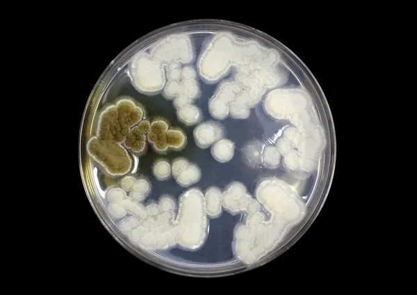 Fungos em placa de ágar — Fotografia de Stock