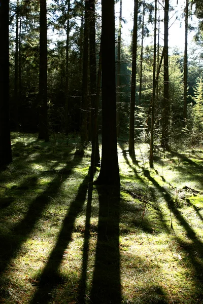 Light and shadows — Stock Photo, Image