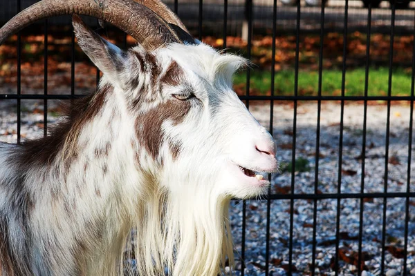 Световая коза — стоковое фото