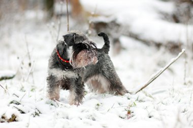 kar üzerinde Schnauzer