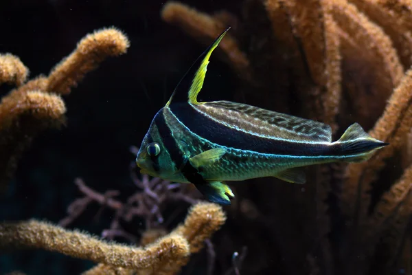 바다 물 물고기 — 스톡 사진