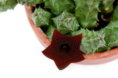 Çiçek açması stapelia