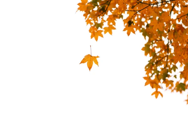 Fall over white — Stock Photo, Image