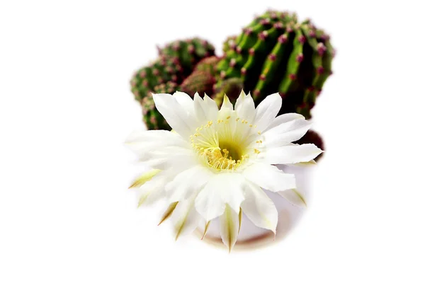 Fioritura del cactus — Foto Stock