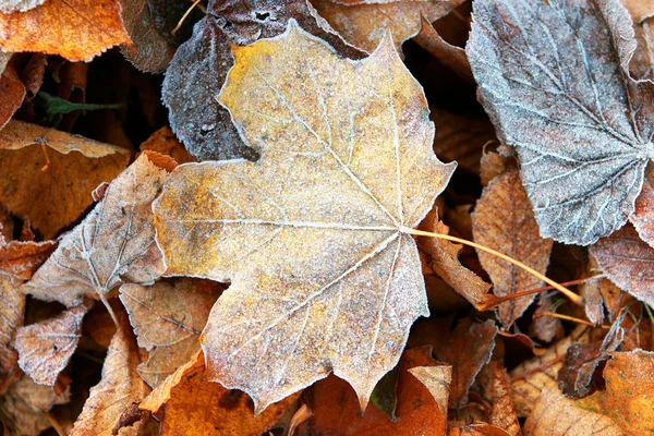 Frosted autumn leaves — Stock Photo, Image