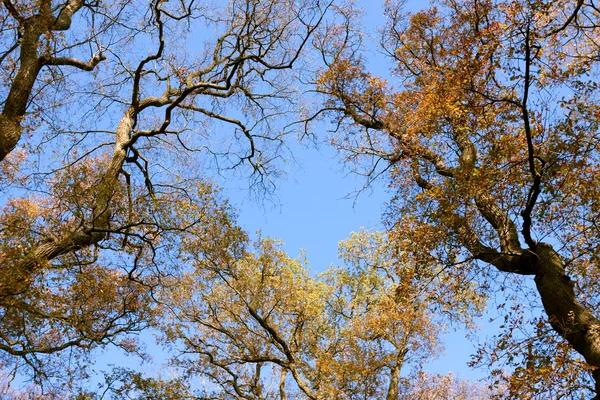 Wierzchołki drzew nad niebo — Zdjęcie stockowe