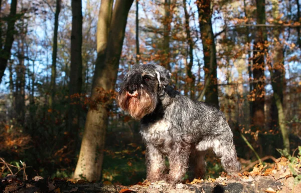 Pies w lesie — Zdjęcie stockowe