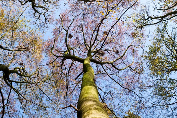 Wierzchołki drzew w lesie — Zdjęcie stockowe
