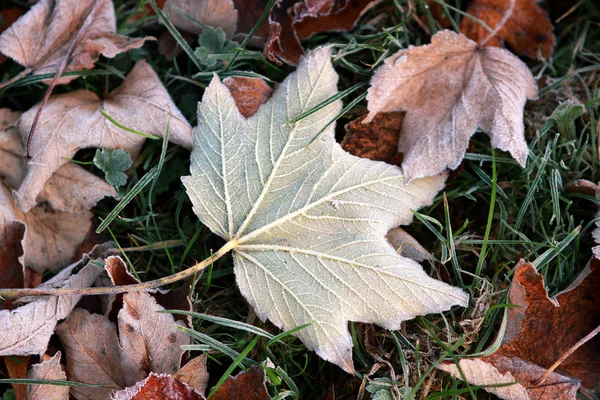 Frosted leaf — Stock Photo, Image