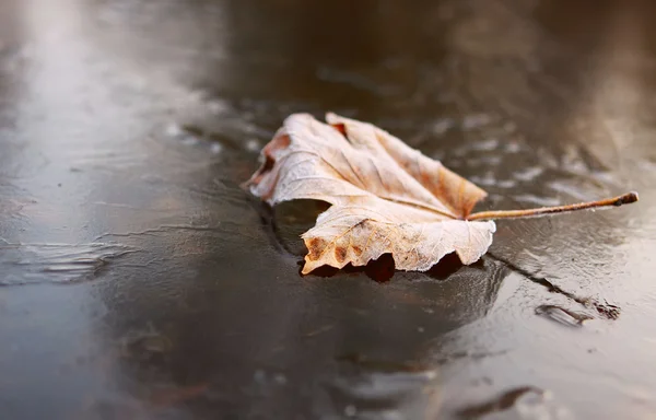 Single dry leaf — Stock Photo, Image