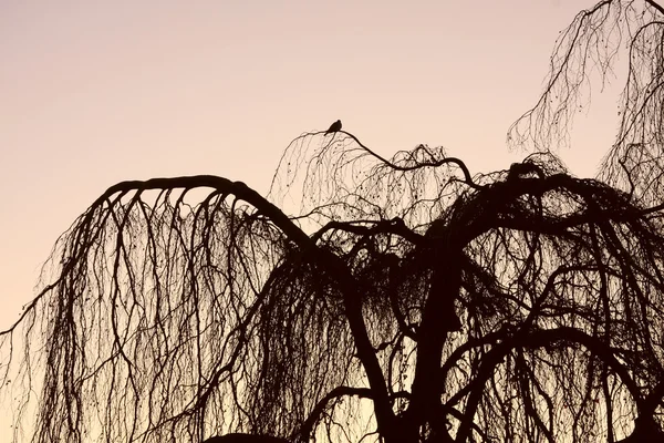 Silhueta do pássaro na árvore — Fotografia de Stock