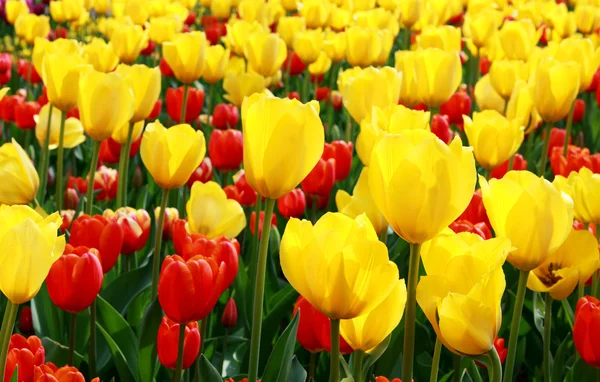 Piros és sárga virágok — Stock Fotó