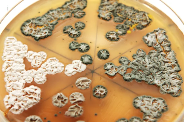 寒天培地上の菌類 — ストック写真