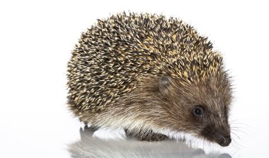 A young hedgehog, about a year clipart