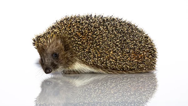 A young hedgehog, about a year — Stock Photo, Image