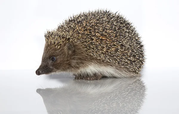 A young hedgehog, about a year — Stock Photo, Image