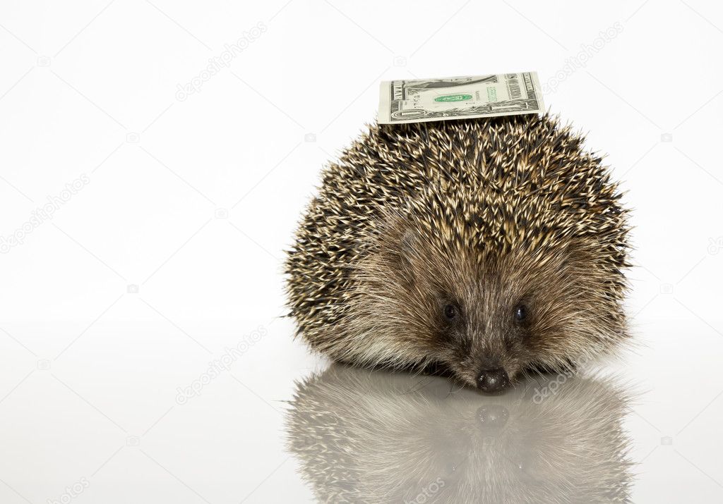 A young hedgehog, about a year