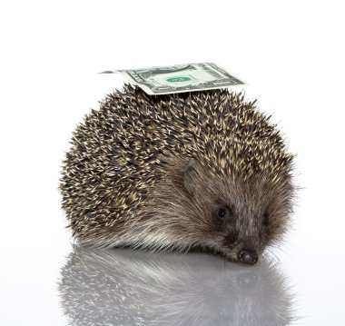 A young hedgehog, about a year clipart