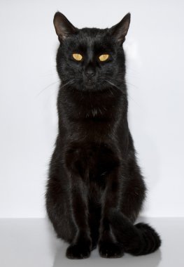 Black cat clipart