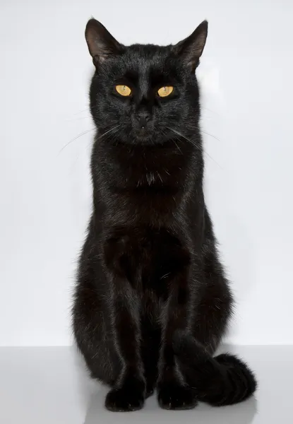 Μαύρη γάτα Royalty Free Εικόνες Αρχείου